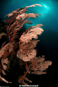 Gorgonian Passage (Raja Ampat) by Mathieu Foulquié 